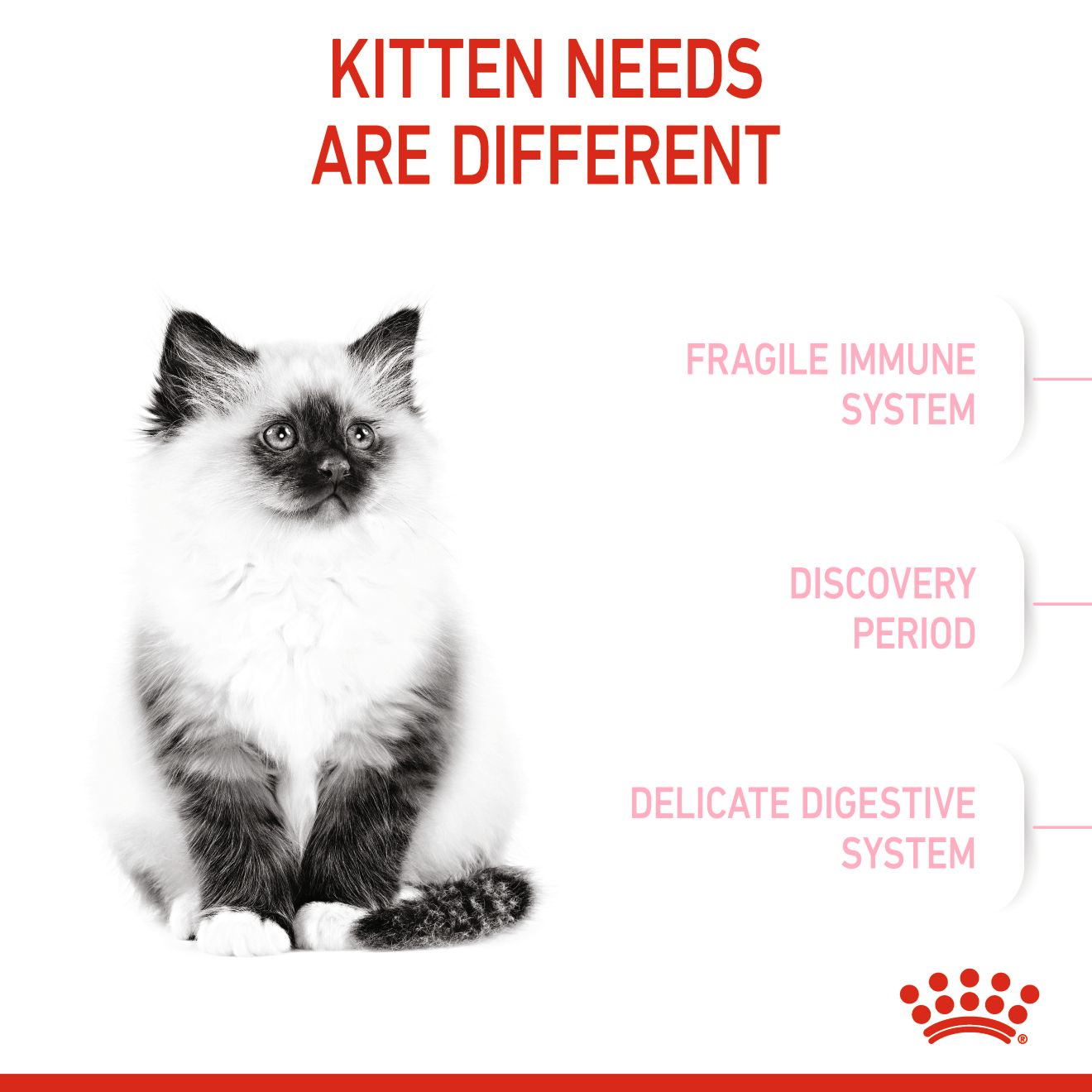 Royal Canin Kitten Up to 12 Months - Feline Health Nutrition (FHN)